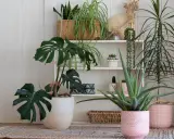 Collection de plantes d'intérieur, dont un Monstera et un Aloe Vera, dans des pots décoratifs. Un coin verdoyant idéal pour une plante extérieur sans entretien.