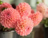Un bouquet de fleurs dahlia roses, aux pétales délicats et parfaitement arrangés, évoque la douceur de l'été.