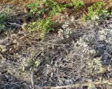 Terre recouverte de brindilles sèches, de feuilles mortes et d'une fine couche de cendre dans un jardin. Quelques pousses vertes émergent.