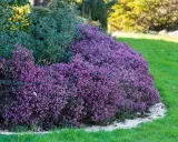 Un tapis de fleurs d'hiver violettes, des bruyères, bordent une pelouse verte et des arbustes persistants.
