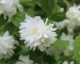 Gros plan sur une fleur de seringat double, ses pétales blancs délicats contrastant avec le feuillage vert. Une taille de seringat bien entretenue.