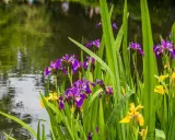 Des iris d'eau violets et jaunes s'épanouissent au bord d'un étang aux reflets verts.