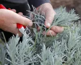 Mains tenant des ciseaux rouges pour la taille lavande. Les tiges grises de la plante sont coupées.