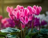 Un bouquet de cyclamen extérieur aux pétales roses vifs, illuminés par la lumière du soleil. Leurs feuilles vertes et marbrées complètent ce tableau printanier.