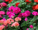 Gros plan sur des géraniums aux couleurs vives, roses, rouges et blancs. L'arrosage des géraniums est essentiel pour leur floraison éclatante.