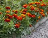 Un parterre d'oeillet d'inde potager aux couleurs vives, rouge et orange, borde un chemin de gravier.