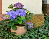Hortensias bleus et violets dans un pot en terre cuite, entourés de lierre. Idéal pour savoir que planter avec des hortensias.
