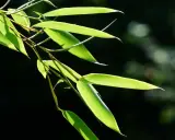 Bouture de bambou aux feuilles vertes translucides, éclairées par le soleil, sur fond sombre et flou.