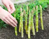 Mains douces ajustant une jeune asparagus plante dans la terre. Les tiges vertes pointent vers le ciel, prêtes à pousser.