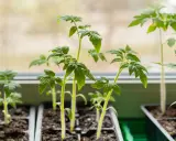 Jeunes plants de tomates en pleine croissance dans des godets, prêts pour leur plantation.