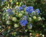 Grappe de fleurs bleues et de bourgeons verts d'un ceanothe rampant, sur fond flou de verdure.