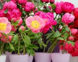 Un bouquet de pivoines roses et fuchsia, certaines en bouton, prêtes à être plantées.