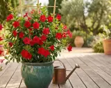 Un dipladenia éclatant de fleurs rouges, prêt pour une exposition ensoleillée. Arrosoir en cuivre à proximité.