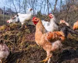 Plusieurs poules picorent sur un tas de fumier de poule, un engrais naturel riche pour le jardin.