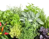 Un assortiment de plantes aromatiques : basilic, persil, sauge, thym, romarin, menthe, origan et piments. Idéal pour savoir quelles plantes aromatiques planter ensemble.