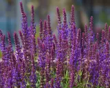 Épis de sauge ornementale aux teintes violettes et pourpres, se dressant fièrement dans un jardin ensoleillé.