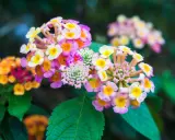 Grappes de fleurs de lantana camara aux couleurs vives, rose, jaune et blanc, sur fond vert sombre.