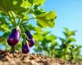 Trois aubergines violettes, de taille parfaite, pendent sous des feuilles vertes luxuriantes, prêtes à être cueillies.