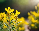 Deux fleurs jaunes de genet, aux pétales délicats, se dressent sur des tiges fines. La taille du genet est ici mise en valeur par la lumière du soleil.