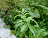 Une tige de verveine citronnelle aux feuilles vertes vives pousse dans un jardin.