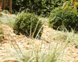Un jardin avec des buis et des graminées sur un paillage de copeaux de bois. Un choix esthétique et pratique pour savoir quel paillage choisir.
