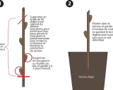 Illustration montrant la préparation d'une bouture d'arbuste et sa plantation.