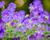 Un parterre de fleurs violettes, des géraniums vivaces aux pétales délicats, s'épanouissent sous un doux soleil.