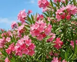 Un buisson de laurier rose en pleine floraison, avec des grappes de fleurs roses vives sous un ciel bleu clair.