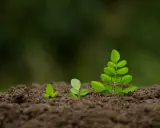Trois jeunes pousses vertes émergent du sol brun, symbolisant la croissance et le début d'un projet, comme semer gazon.