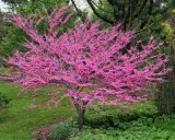 Arbre de Judée en fleurs, malgré ses inconvénients, offre un spectacle magnifique. Ses branches chargées de fleurs roses illuminent le paysage verdoyant.