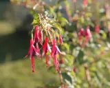 Grappe de fleurs de fushia aux pétales rouges vifs et au cœur violet, pendantes comme des clochettes.
