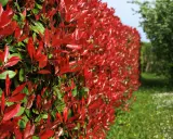 Haie de Photinia aux feuilles rouge vif et vertes, avec un champ fleuri en arrière-plan.