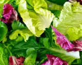 Un assortiment coloré de feuilles de laitue et de radicchio, prêt pour une salade à couper.