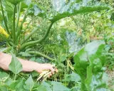 Un jardinier récolte des haricots verts et jaunes, prêts à être semés pour une nouvelle récolte.