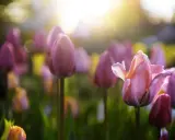 Champ de tulipes roses et violettes baigné par la lumière dorée du soleil, annonçant le retour des fleurs de printemps.