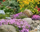 Rocaille fleurie avec des phlox roses, des azalées jaunes et des rochers.