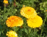Plusieurs soucis fleur aux teintes orangées et jaunes éclatantes s'épanouissent dans un jardin verdoyant.