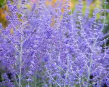 Des fleurs violettes de sauge d'Afghanistan s'élèvent, créant un tapis de couleur douce.