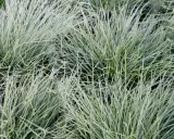 Gros plan sur des touffes d'herbe bleu-vert aux fines feuilles dressées.