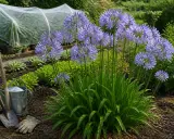 Graines agapanthe en pleine floraison dans un jardin, avec des outils de jardinage à proximité.
