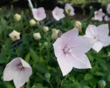 Fleurs d'été roses et blanches, en forme d'étoile, avec des veines violettes, épanouies dans un jardin verdoyant.