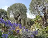 Jardin méditerranéen luxuriant avec des agapanthes bleues éclatantes, des oliviers centenaires et des plantes succulentes. Un paradis de plantes plein soleil sans arrosage.