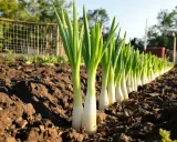 Ligne de jeunes poireaux plantés dans la terre, prêts à pousser.