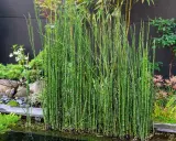 Un bouquet de prêle du Japon, aux tiges vertes segmentées, borde un étang dans un jardin zen.