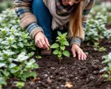 Une femme plante de la menthe dans un jardin. Les feuilles de menthe sont vertes et fraîches, certaines sont saupoudrées de givre.
