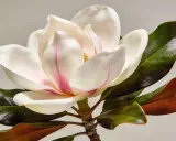 Magnifique fleur de magnolia blanc et rose, avec des feuilles vertes foncées et brunes. Un arbre magnolia en pleine floraison.
