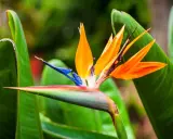 Fleur d'oiseaux du paradis aux couleurs vives, orange, bleu et verte, se détachant sur un fond de feuilles luxuriantes.