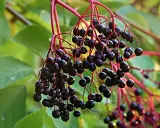 Grappes de baies noires de sureau, prêtes à être transformées en purin de sureau, sur des tiges rouges et des feuilles vertes.