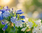 Agapanthe floraison : des fleurs bleues et blanches aux rayures délicates s'épanouissent sous un soleil doux, créant une scène printanière paisible.