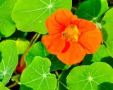 Une fleur orange vif de capucine grimpante s'épanouit parmi ses grandes feuilles vertes.